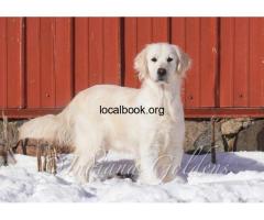 English Cream Golden Retriever Indiana: Family-Friendly Pups - 2