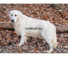 English Cream Golden Retriever Indiana: Family-Friendly Pups - 3