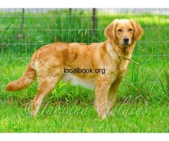 English Golden Retriever: Friendly, Loyal Companions for Your Home - 2