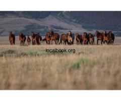 Roping Horses For Sale