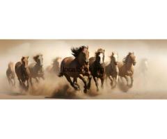 Buy And Sell Horses Online