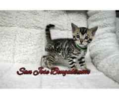 Healthy Bengal Kittens for Sale Near You | San Jose’s Premier Breeder