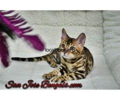 Healthy Bengal Kittens for Sale Near You | San Jose’s Premier Breeder - 2