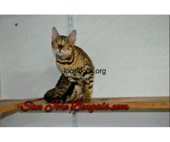Healthy Bengal Kittens for Sale Near You | San Jose’s Premier Breeder - 3