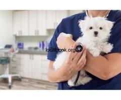 Family Vet Care of Oakdale